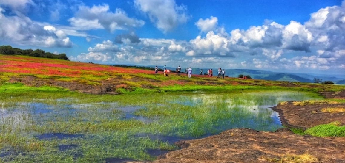 msakshar-article-Kas-Pathar-Flower-Plateau-of-Maharashtra-image-1