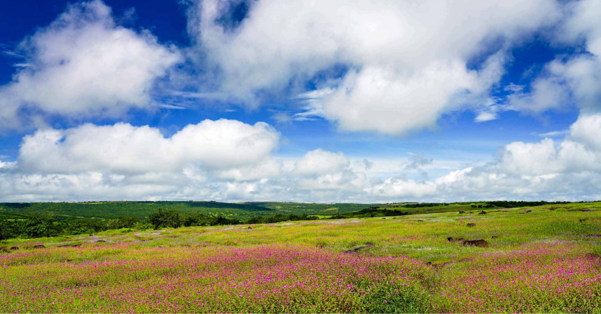 msakshar-article-Kas-Pathar-Flower-Plateau-of-Maharashtra-featured-image